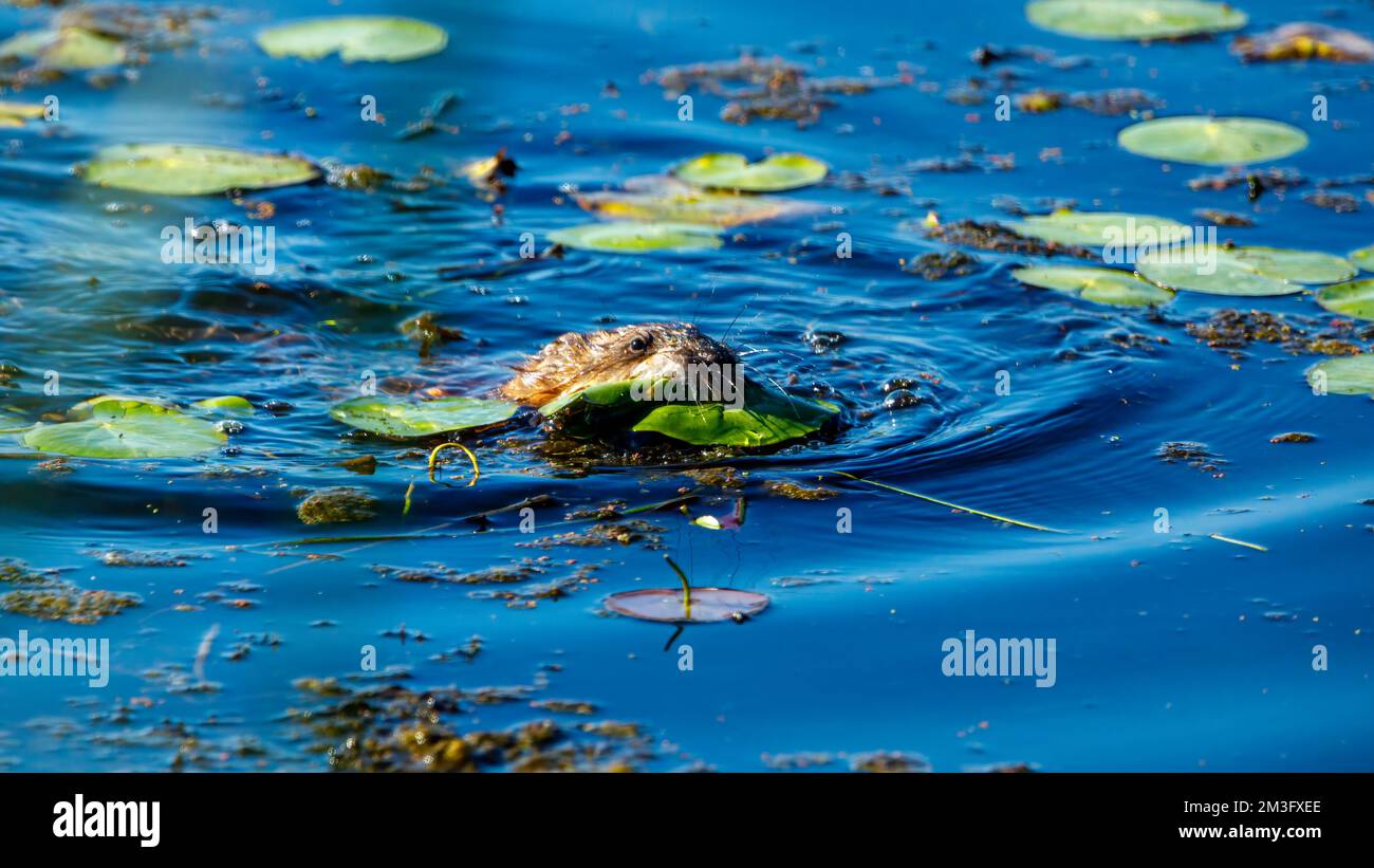 Un Muskrat nel Delta del Danubio Foto Stock