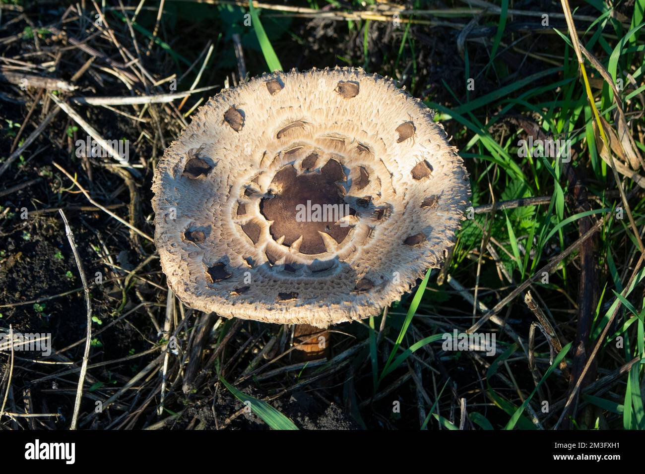 Grandi funghi nei boschi a fine autunno Foto Stock