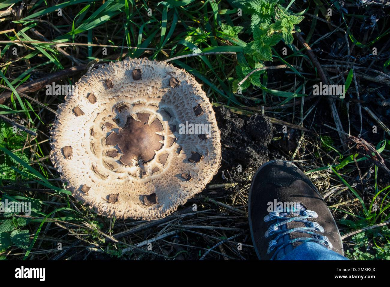 Grandi funghi nei boschi a fine autunno Foto Stock