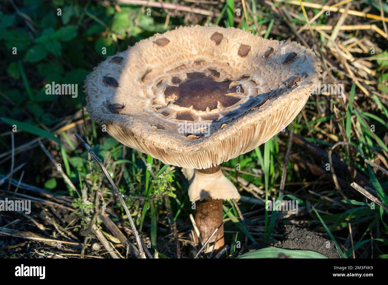 Grandi funghi nei boschi a fine autunno Foto Stock