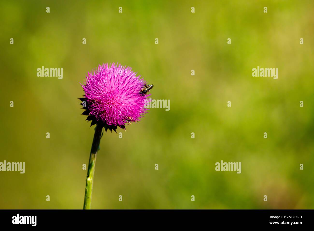 Un cardo fiorito su un prato Foto Stock