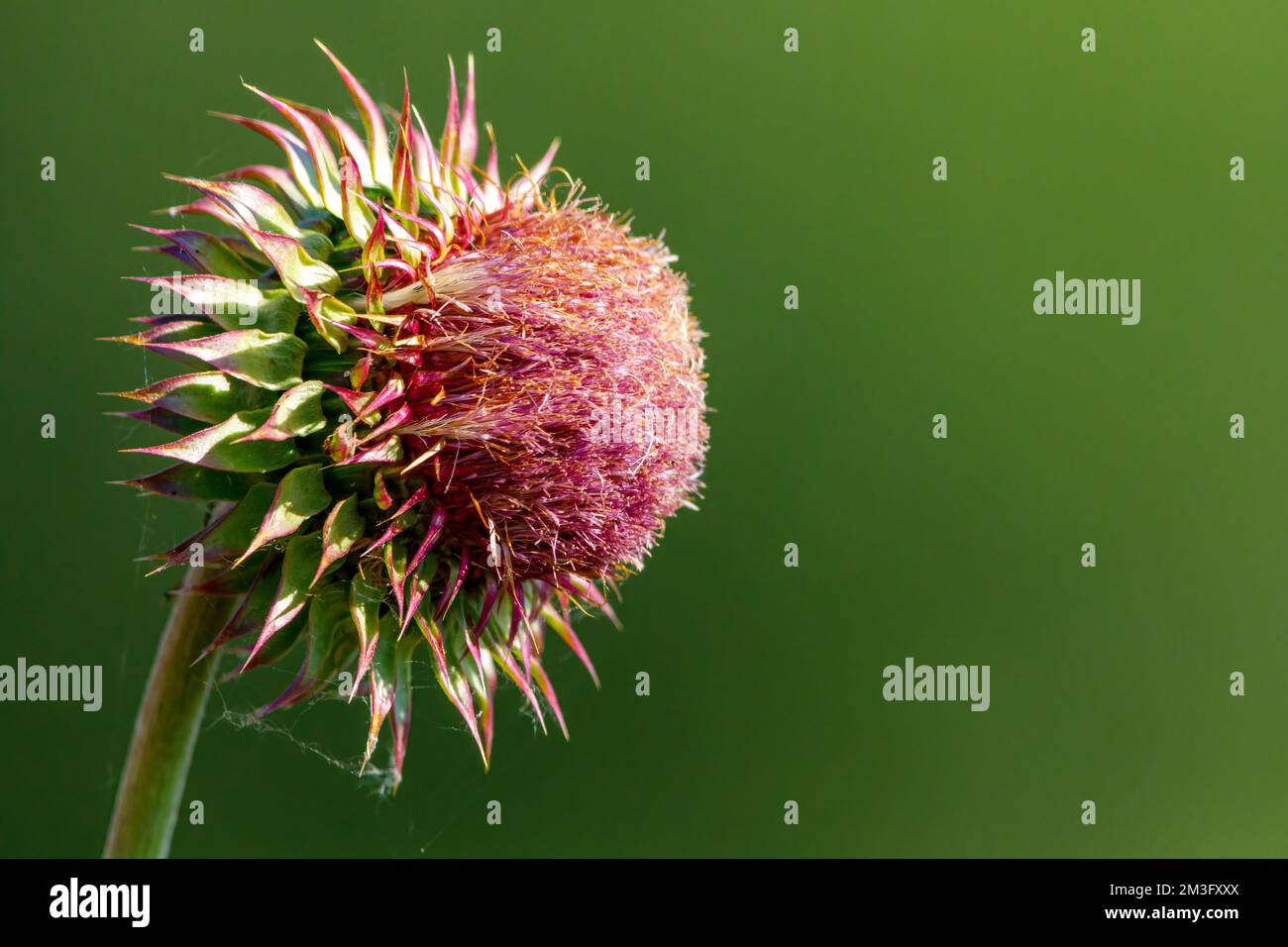 Un cardo fiorito su un prato Foto Stock