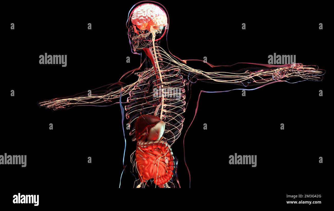 Sindrome dell'intestino irritabile (IBS), gastrite, ulcera peptica, pancreatite. Crampi dolorosi allo stomaco, pancia che soffre di grave dolore addominale, umano Foto Stock