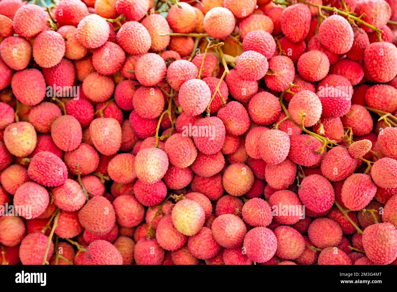 Grande gruppo di litchi freschi maturi Foto Stock