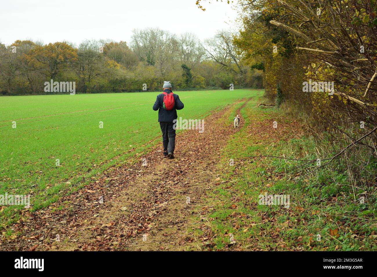 Lone cane camminatore in un campo Foto Stock