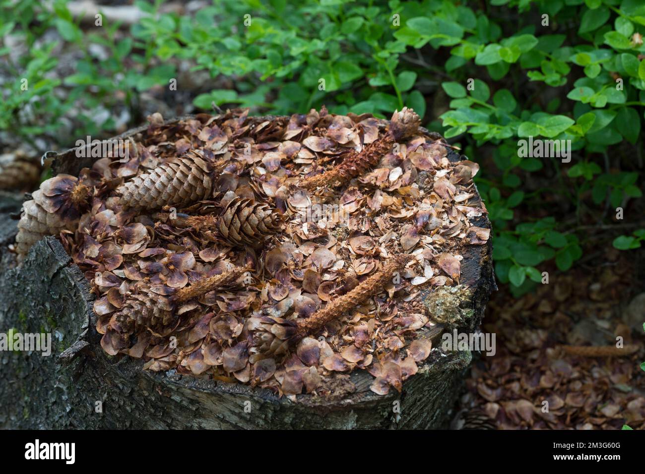 Eichhörnchen hat Fichtenzapfen, Zapfen abgenagt und die Samen gefressen, typische Fraßspur, Frass-Spur, Eichhörnchen, Sciurus vulgaris, Scoiattolo rosso, Foto Stock