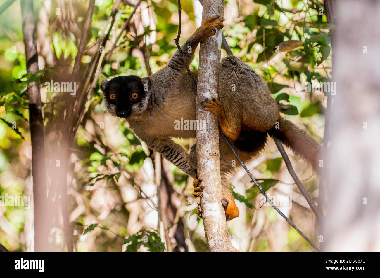 Mongoose lemur (Eulemur mongoz), Parco Nazionale Ankarafantsika, Madagascar Foto Stock
