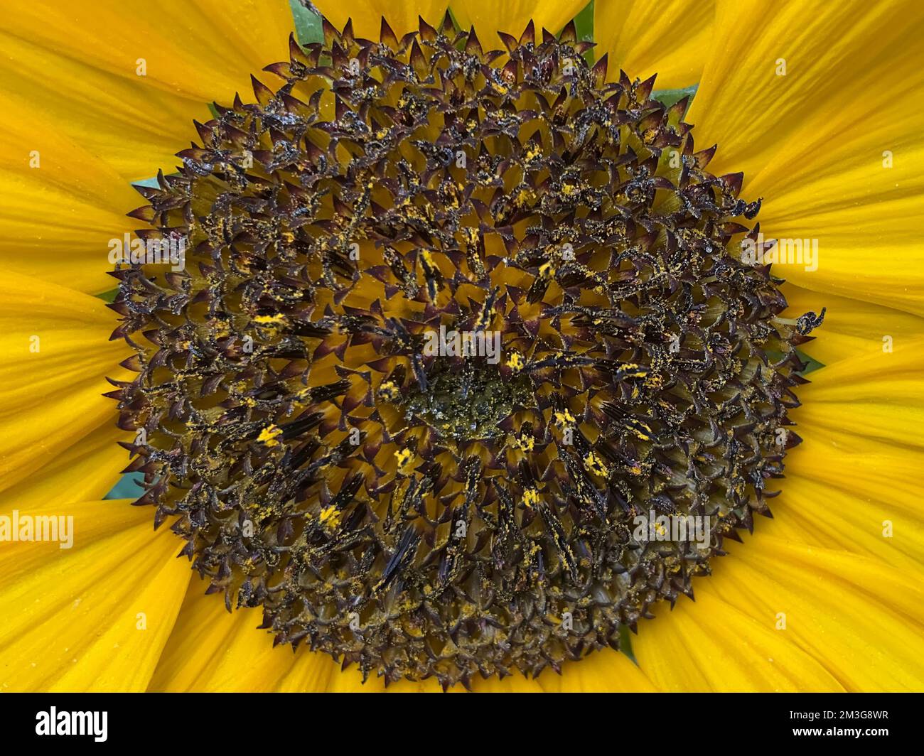 Primo piano di testa di girasole (Helianthus annuus) con polline Foto Stock