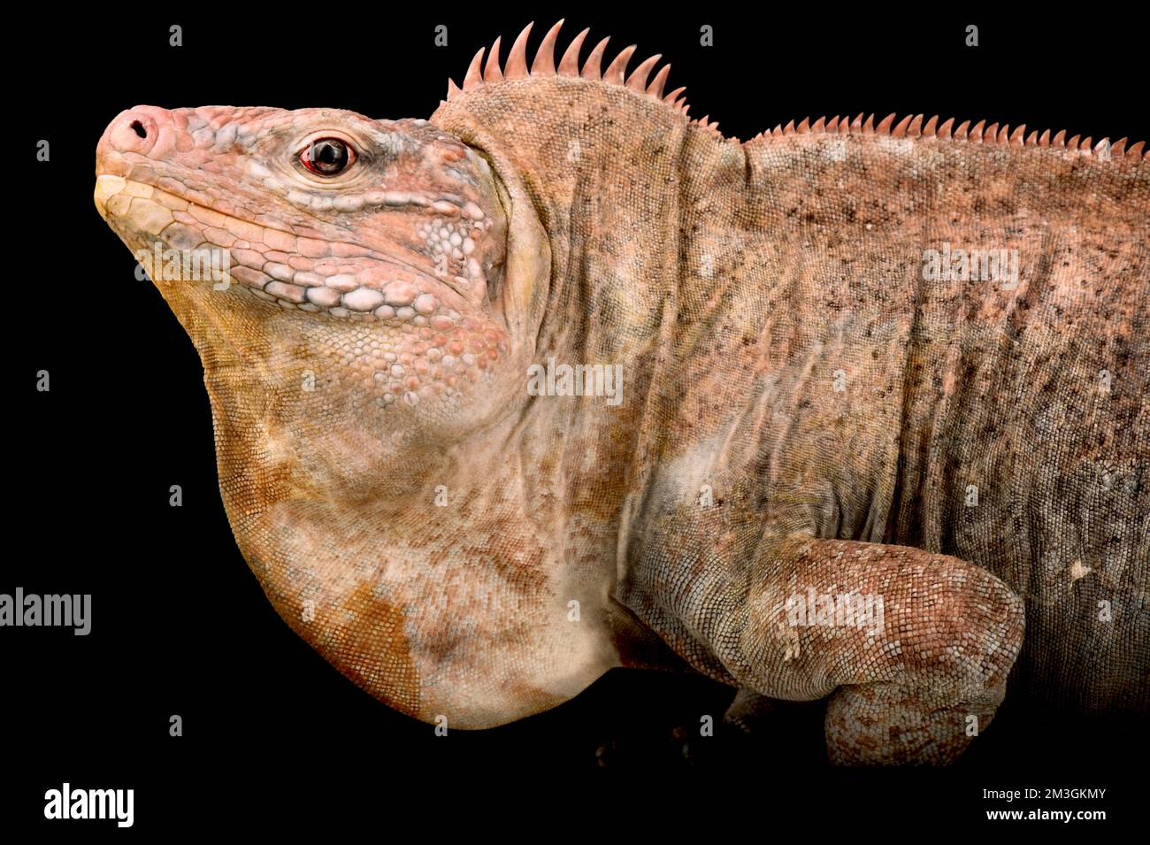 Isola di San Salvador roccia Iguana (Cyclura riley Riley) maschio Foto Stock