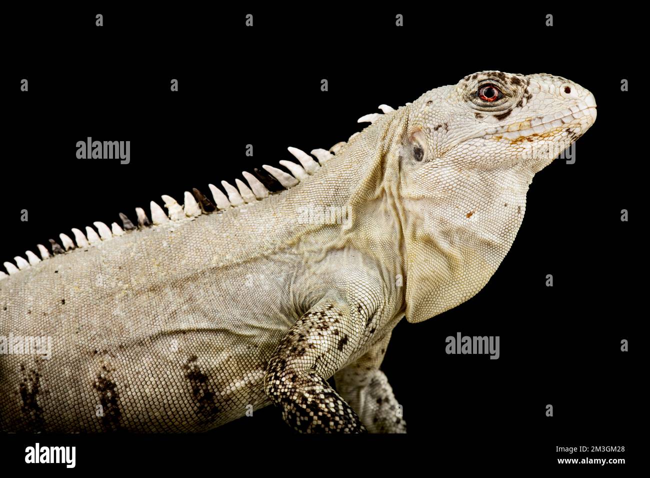 Utila Iguana a coda spinosa (Ctenosaura bakeri) Foto Stock