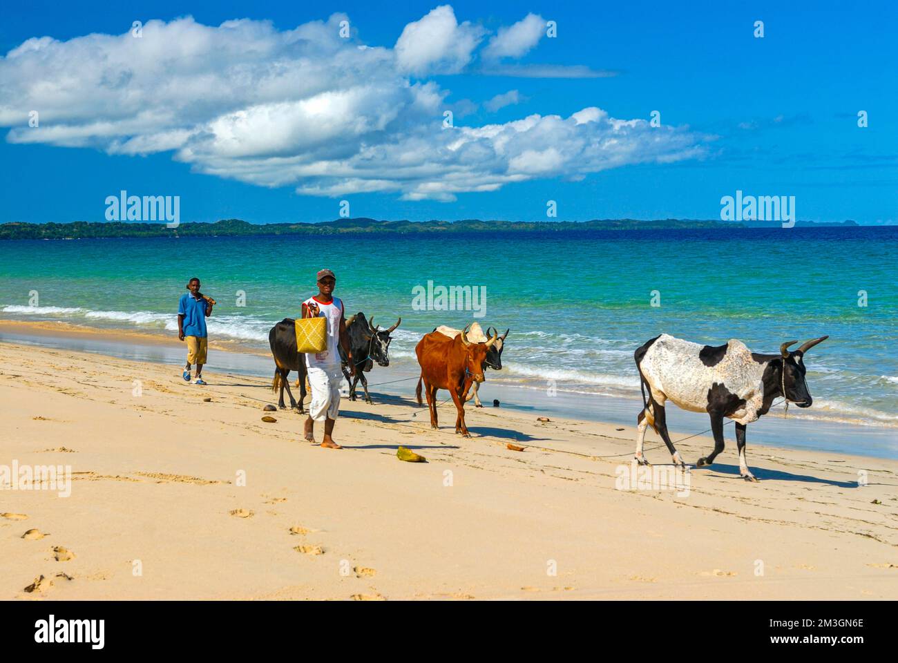 Mucca mandria a piedi su una lunga spiaggia di sabbia bianca nel nord dell'isola Ile Sainte-Marie anche se Nosy Boraha, Madagascar, Oceano Indiano Foto Stock