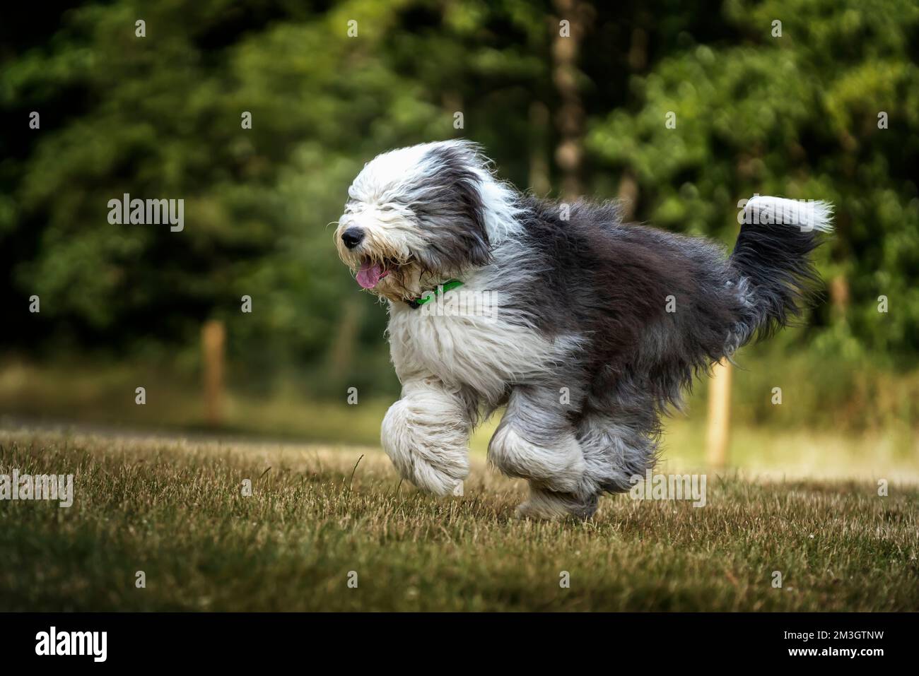 Vecchio cane da pastore inglese che corre da destra a sinistra a velocità Foto Stock