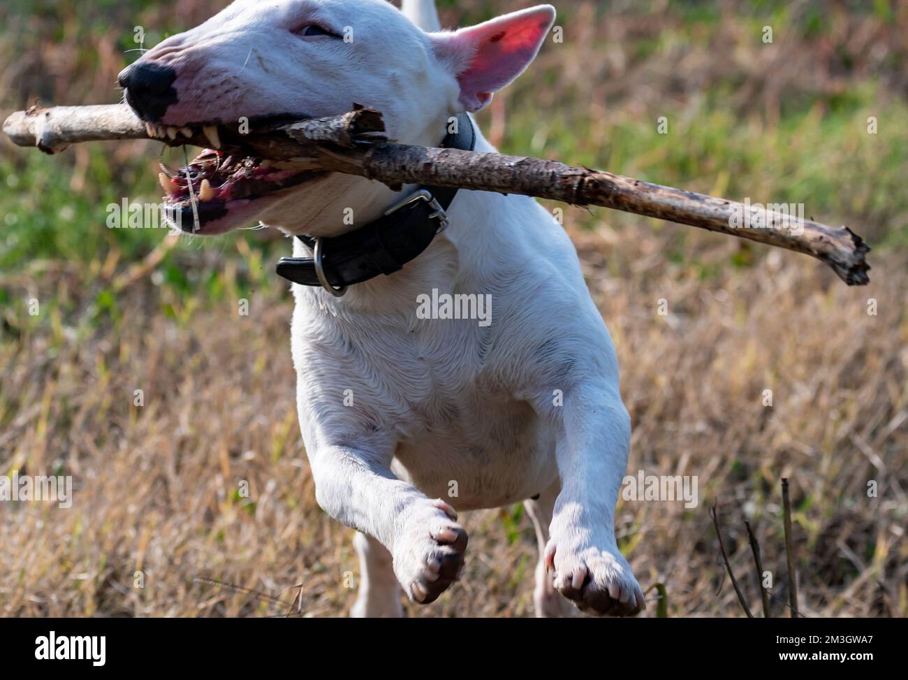 Mini Bull Terrier corsa Foto Stock