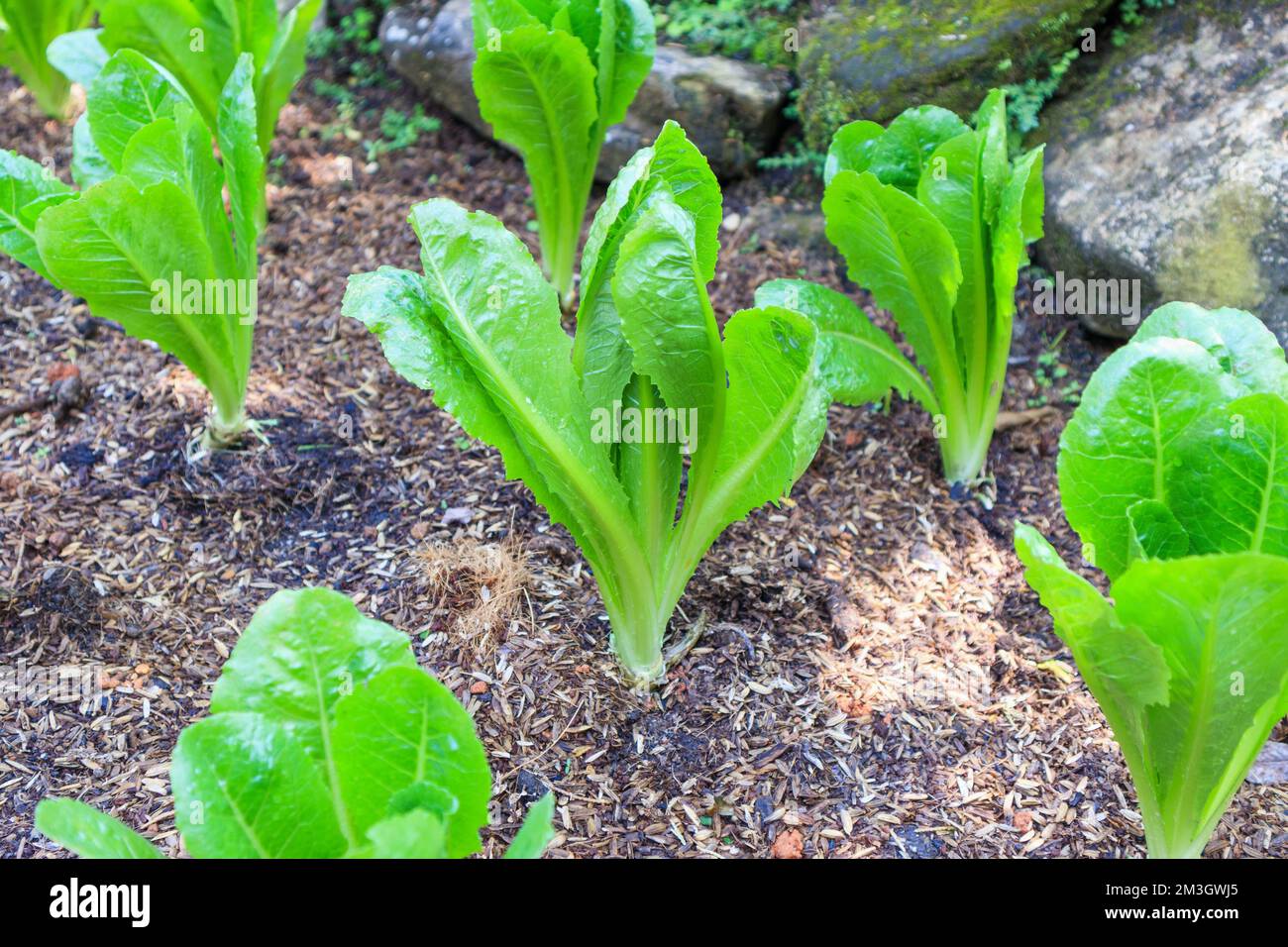 Verde Romain o pianta di lattuga di cos in giardino biologico Foto Stock