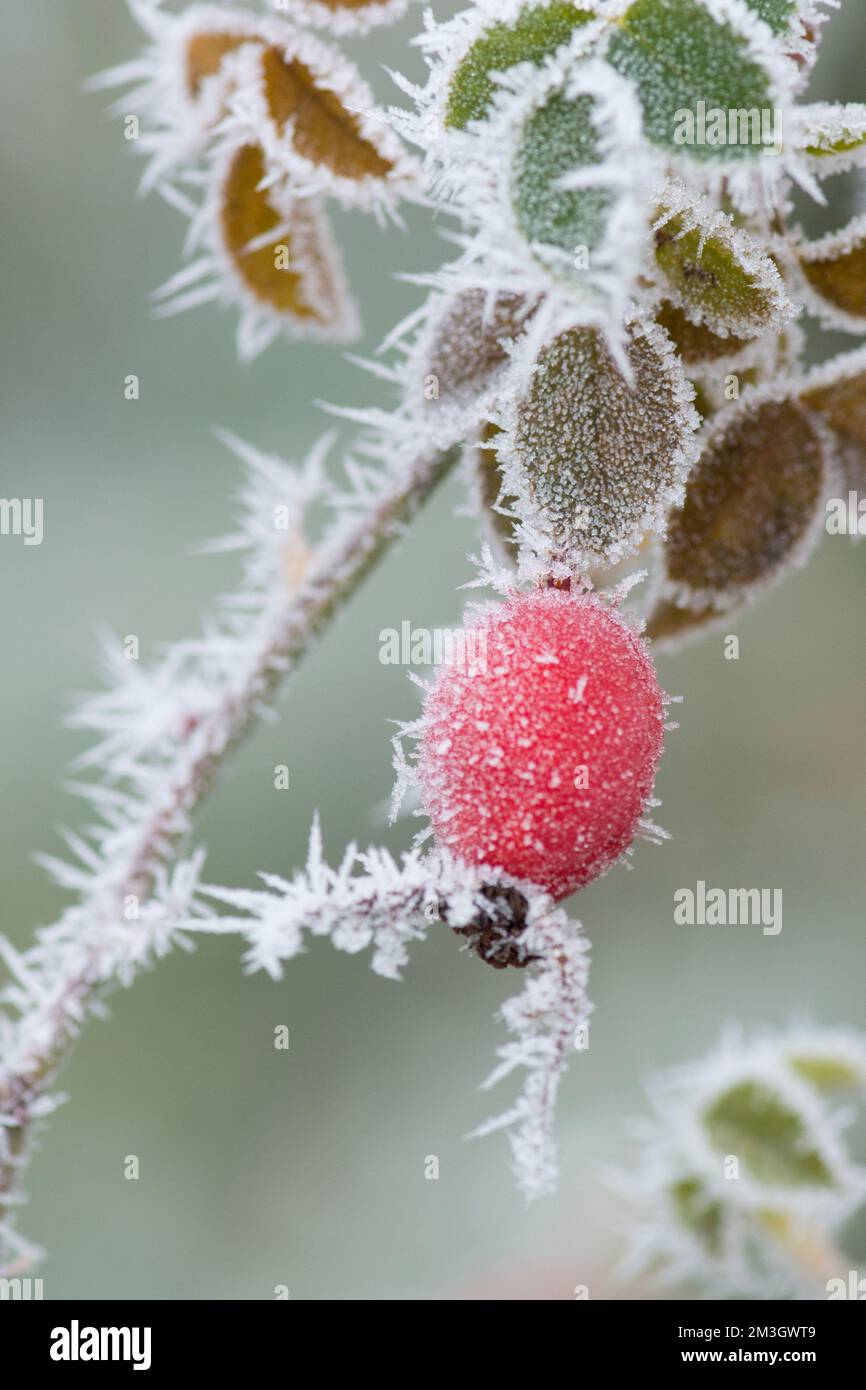 Sweet Briar, Rosa rupiginosa, Sweet-briar, fianchi su cespuglio bianco con brina di bue, dicembre, con palline appiccicose sui peli della ghiandola, Foto Stock