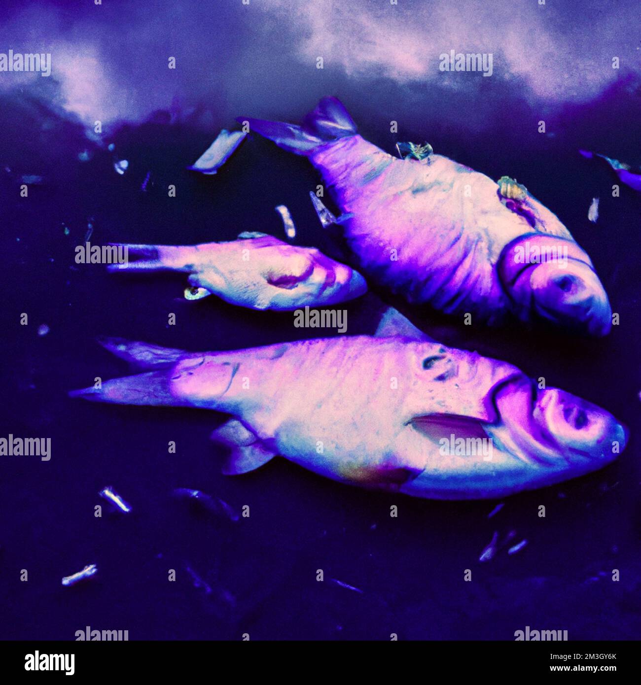 Francia, Parigi il 2022-12-12. Illustrazione digitale degli animali selvatici, qui pesci morti a seguito dell'inquinamento dell'acqua da parte di una fabbrica, per illustrare la t Foto Stock