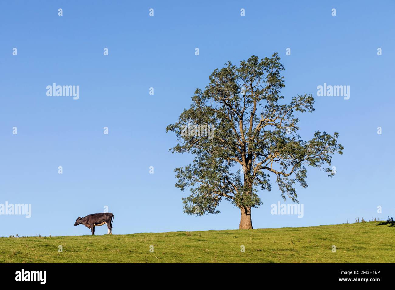 Albero di frassino; Fraxinus excelsior; Yorkshire; Regno Unito Foto Stock