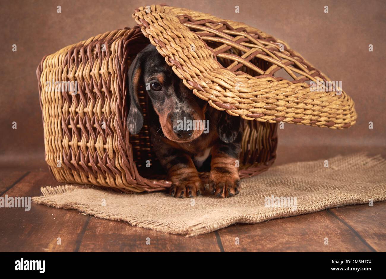 Un cucciolo carino di marmo cerca di uscire da un cesto di vimini su uno sfondo vintage. Foto Stock