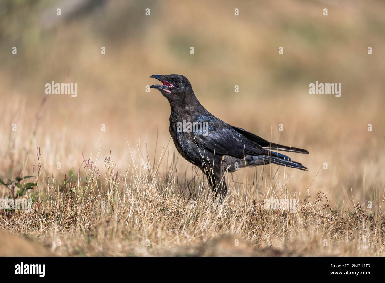 Carrion Crow; Corvus corone; UK Foto Stock