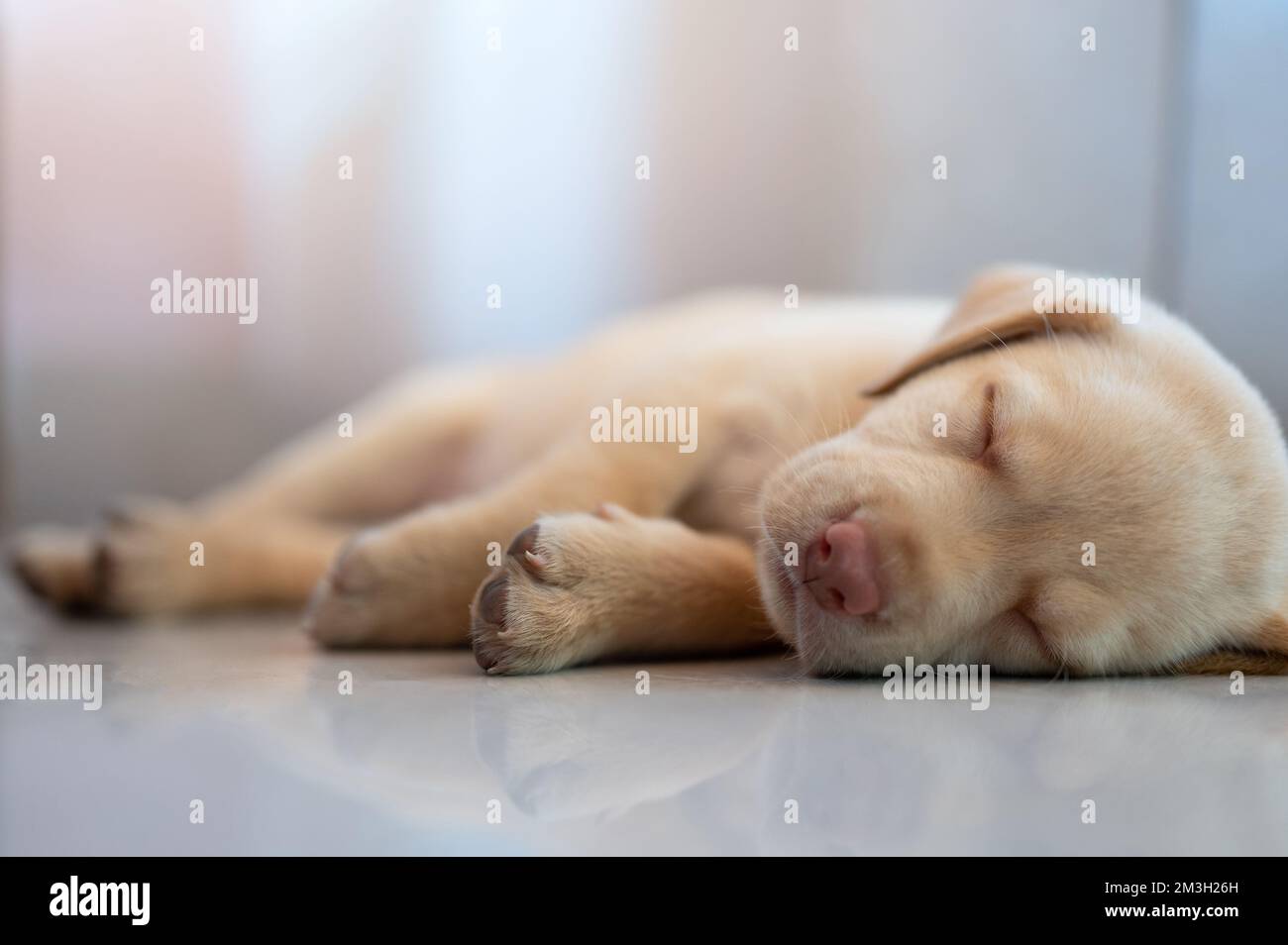 Ritratto di piccolo cucciolo labrador cane dormire sul piano casa vista da vicino Foto Stock