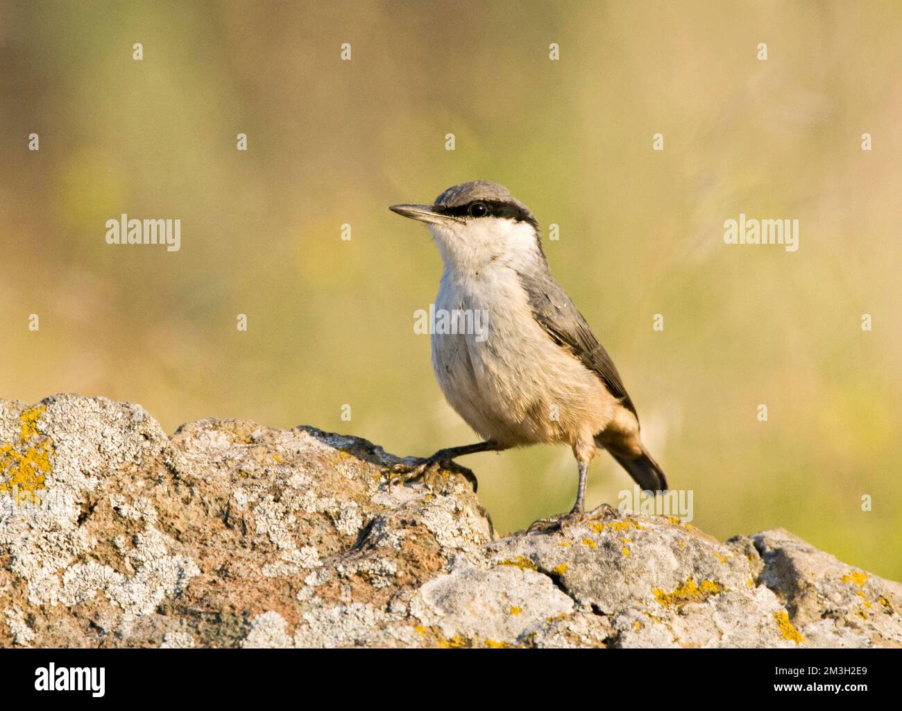 Rotsklever op marcisce; roccia occidentale picchio muratore su una roccia Foto Stock