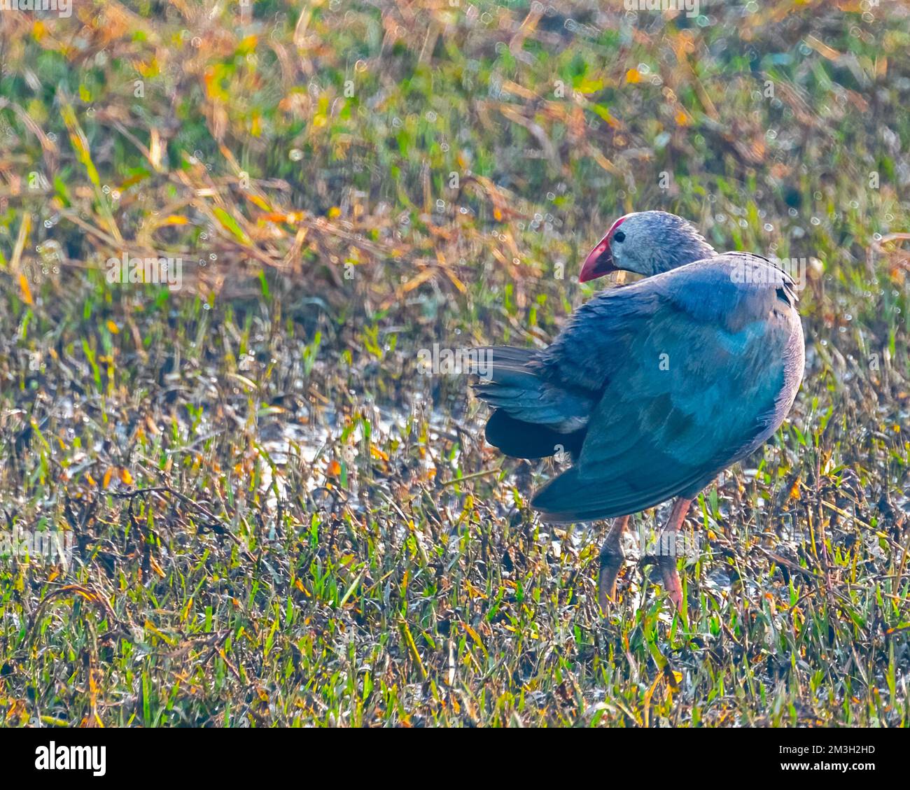 Uno Swamphen viola che vagano in una terra bagnata Foto Stock