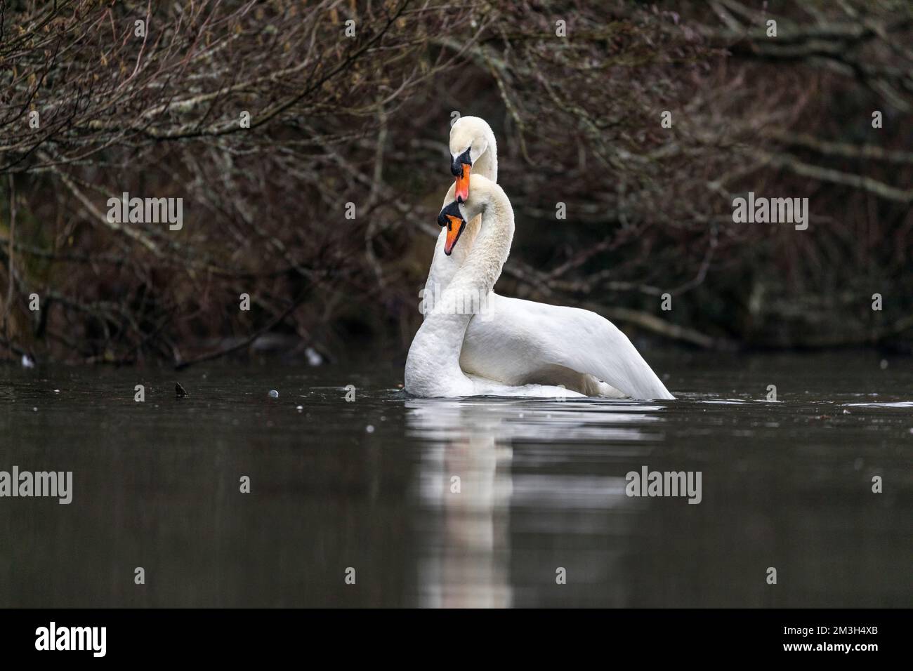 Mute Swan; Cygnus olor; bonding coppia; UK Foto Stock