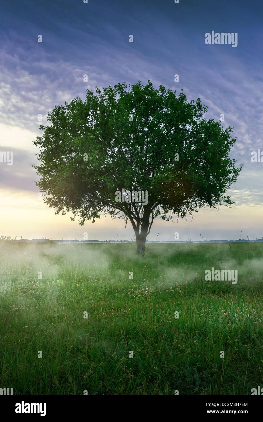 Bellissimo albero con foglie verdi, erba e nebbia tutto intorno. Paesaggio estivo Foto Stock