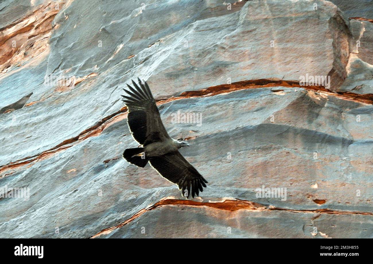 Incoronato Eagle-Talampaya Nat. Parco -Argentina Foto Stock