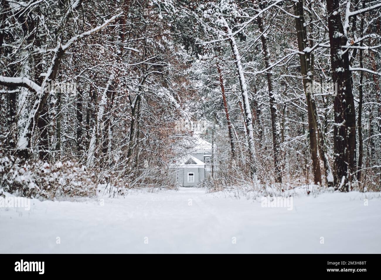 Inverni tale, vacanze di Natale. Un cottage in una bella pineta di neve. Casa d'inverno in foresta di neve paesaggio panoramico Foto Stock