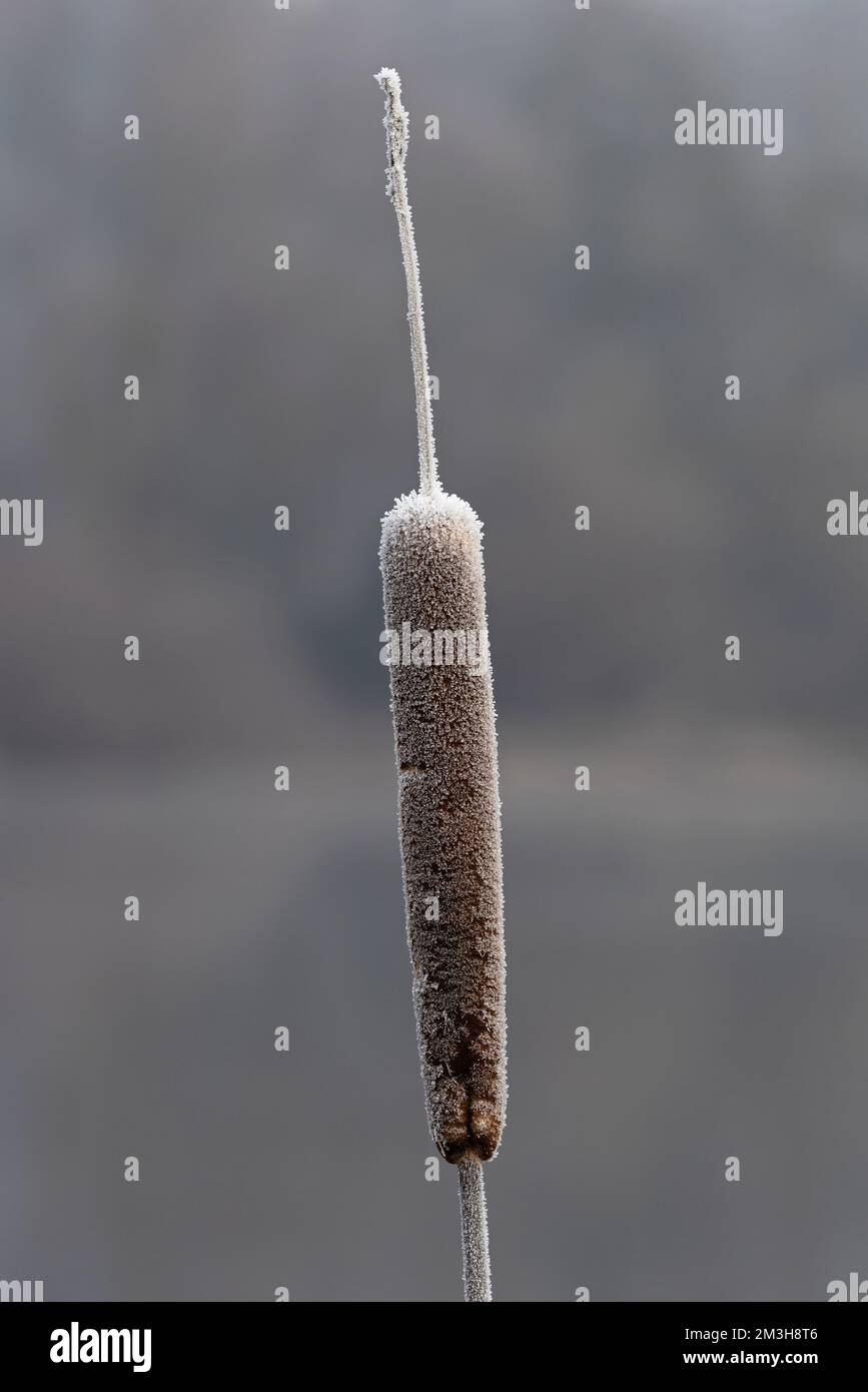 Greater Reedmace (Typha latifolia) Frosted bulrush Whitlingham CP Norfolk UK GB Dicembre 2022 Foto Stock