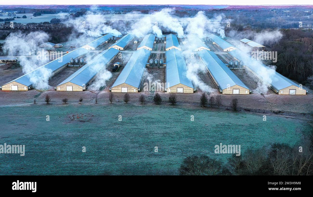 Vista aerea delle moderne case commerciali di pollame in una fattoria di pollo con edifici industriali in una fredda mattina nel Tennessee USA. Foto Stock