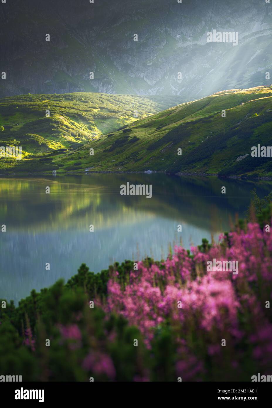 Un bellissimo paesaggio montano con un lago, fiori viola e un bel prato verde. Un paesaggio con i raggi del sole che si infrangono. Montagne in summ Foto Stock