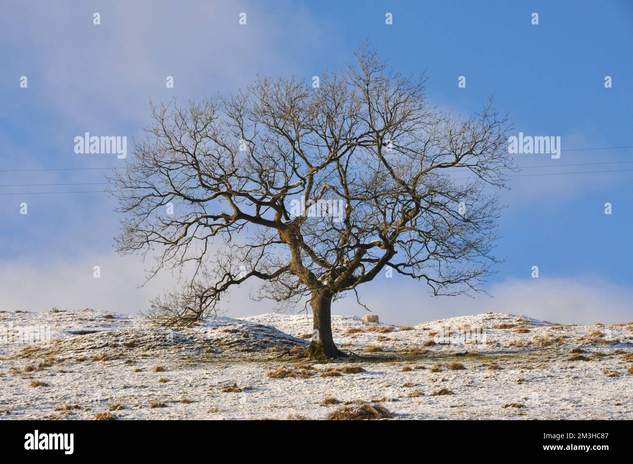 Albero su una collina innevata in inverno, Regno Unito Foto Stock