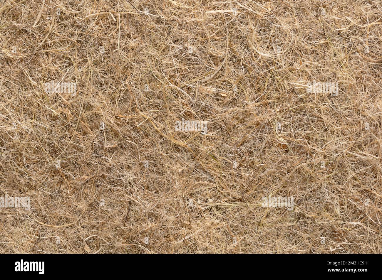 Tappeto di coltivazione canapa, superficie, macro, dall'alto. Terreno di crescita per microgreens, in fibre industriali e naturali di canapa. Foto Stock