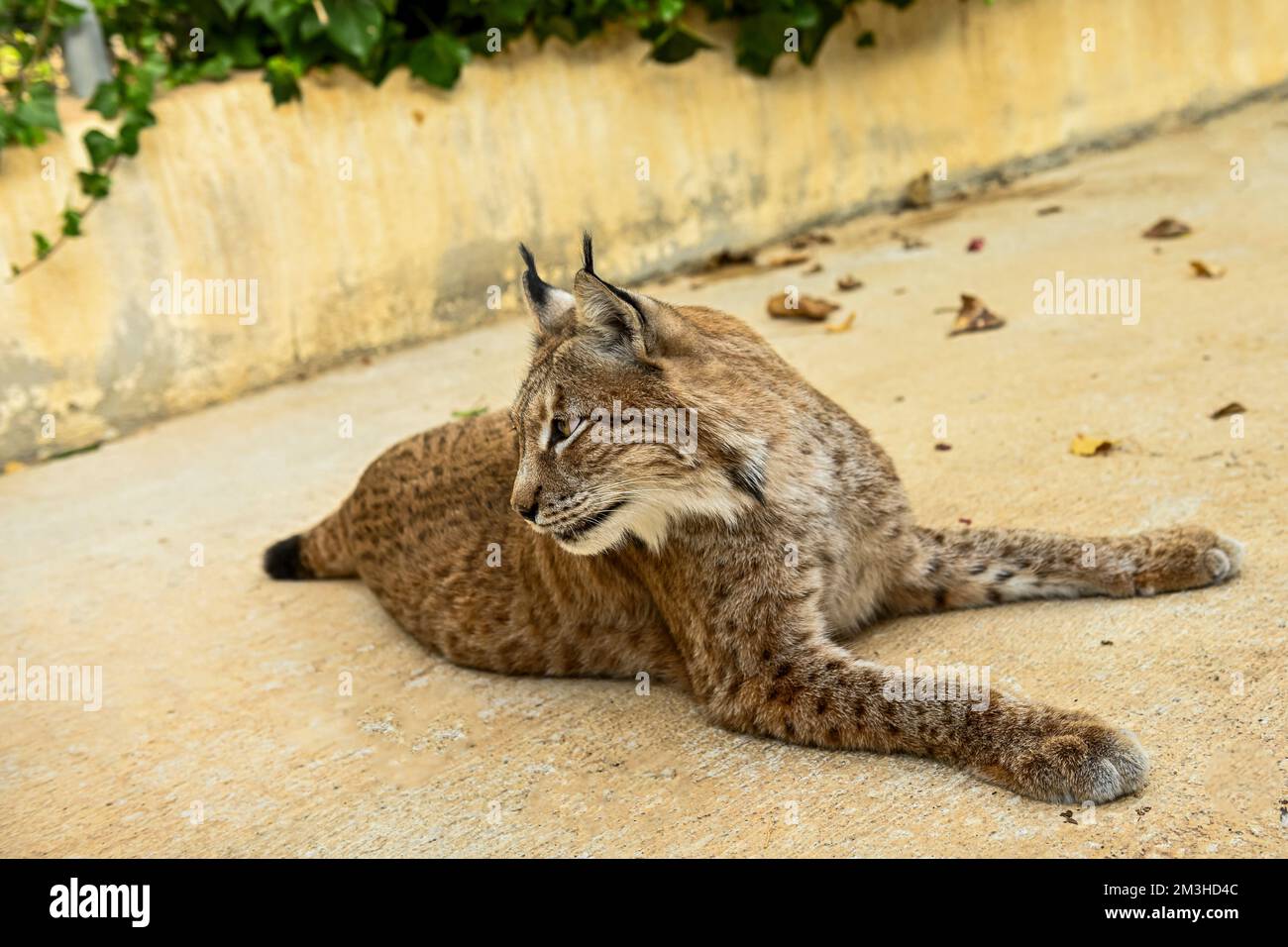 Lynx o Lynx borea, European, Eurasian or common è un mammifero della famiglia Felidae Foto Stock