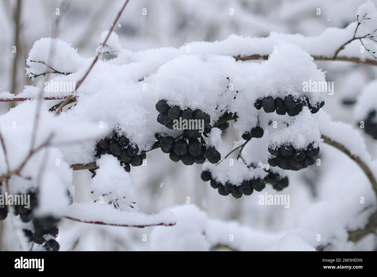 Bacche nere di chokeberry su un cespuglio coperto di neve . Foto Stock