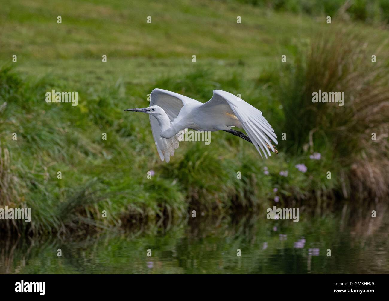 Un piccolo Egret (garzetta) in volo su un lago alla ricerca di pesce . Rutland, Regno Unito Foto Stock
