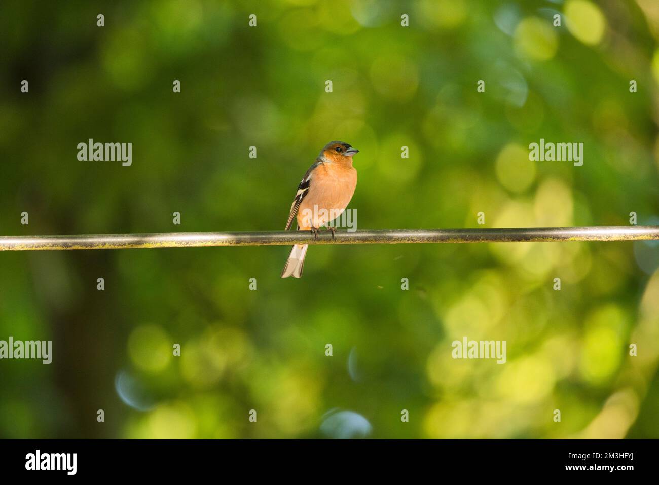 Un comune chaffinch appollaiato su un filo sullo sfondo verde sfocato Foto Stock
