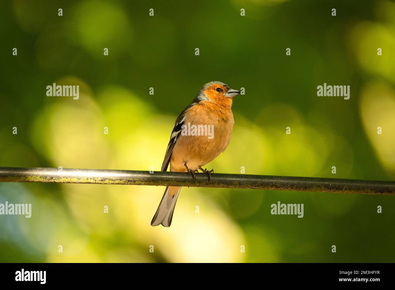 Un comune chaffinch appollaiato su un filo sullo sfondo verde sfocato Foto Stock