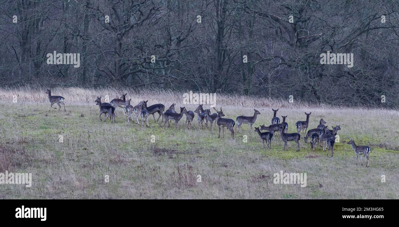 Una grande mandria di daini (Dama dama) che si raccoglie su terreni messi da parte accanto ad un antico bosco. Suffolk, Regno Unito Foto Stock