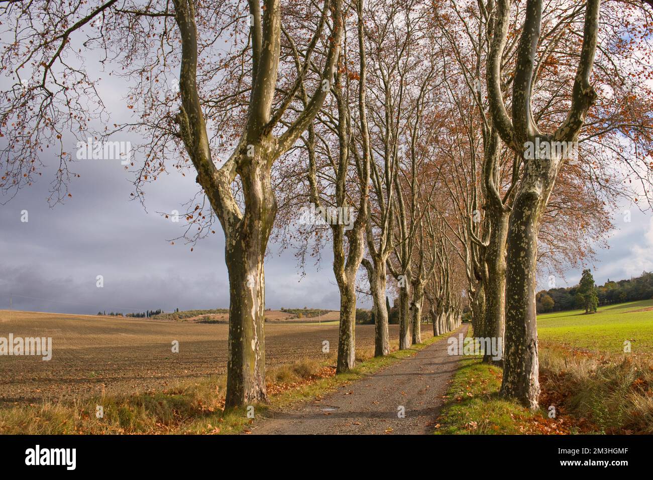 Paesaggio di campagna. Inverno mattina. Cielo piovoso grigio. Una corsia stretta. Due file di platani pollarded. Recentemente seminato campo verde di grano Foto Stock