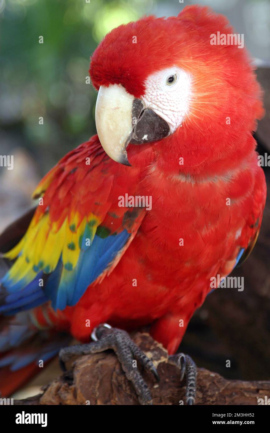 Non esclusivo: Un macaw è visto riposa su tronco di albero / Gruppo Eyepix Foto Stock