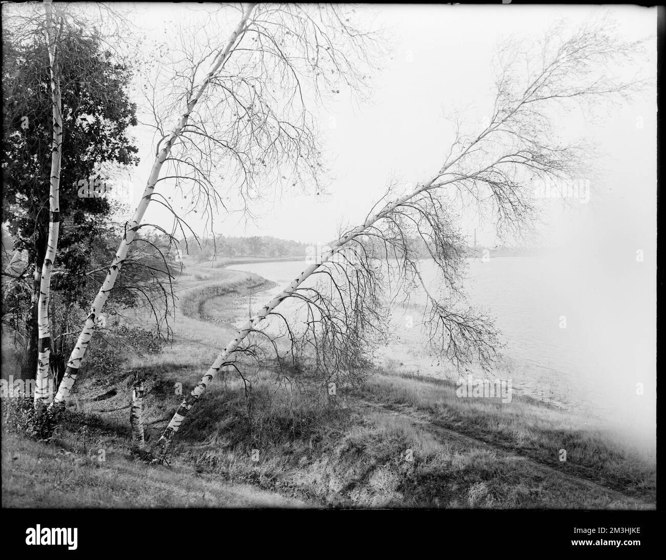 Mt. Wake, Laghi e stagni, Birches. Collezione Leon Abdalian Foto Stock