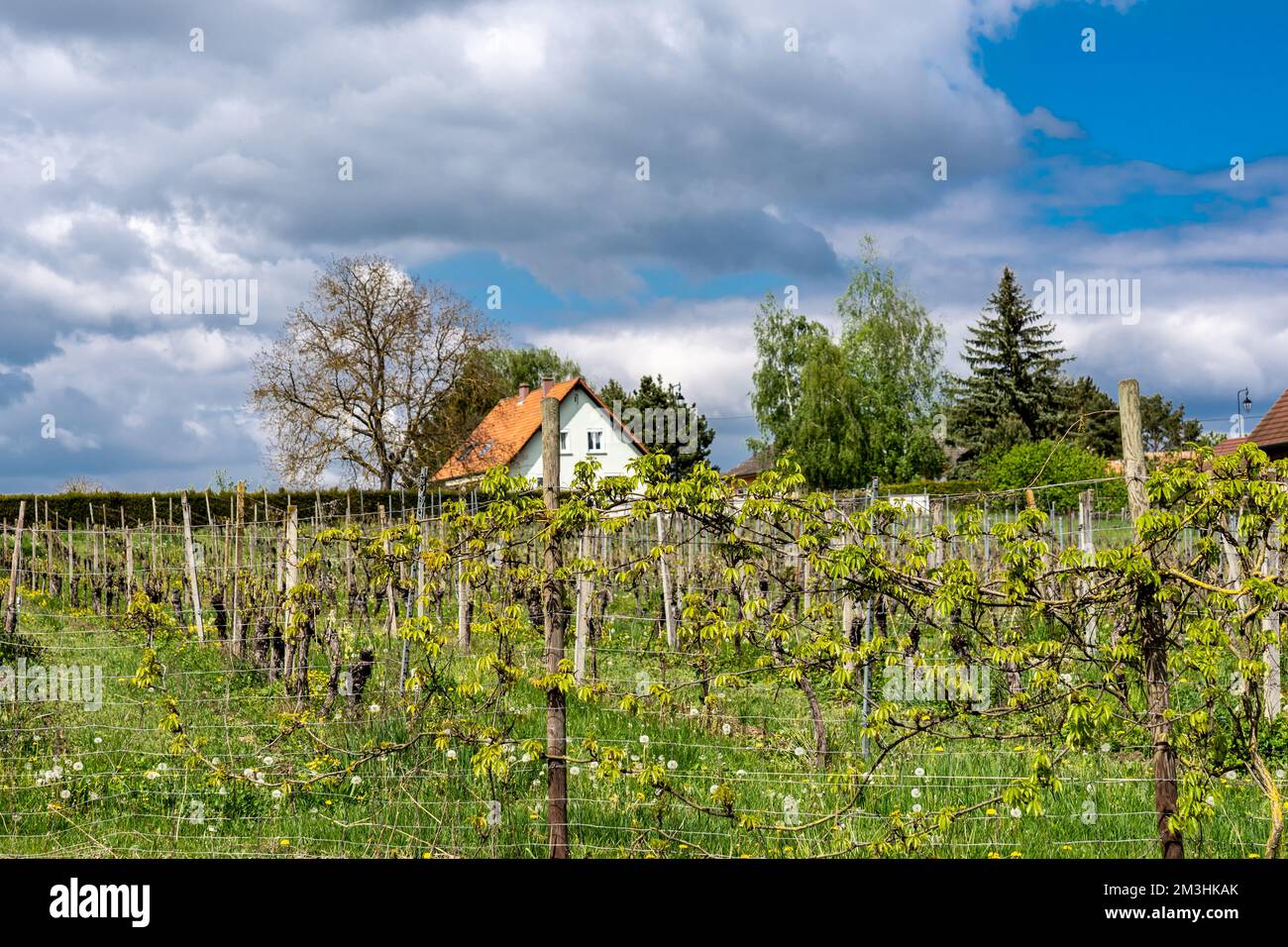 La campagna alsaziana in Francia è conosciuta per i suoi vini bianchi e croccanti Foto Stock