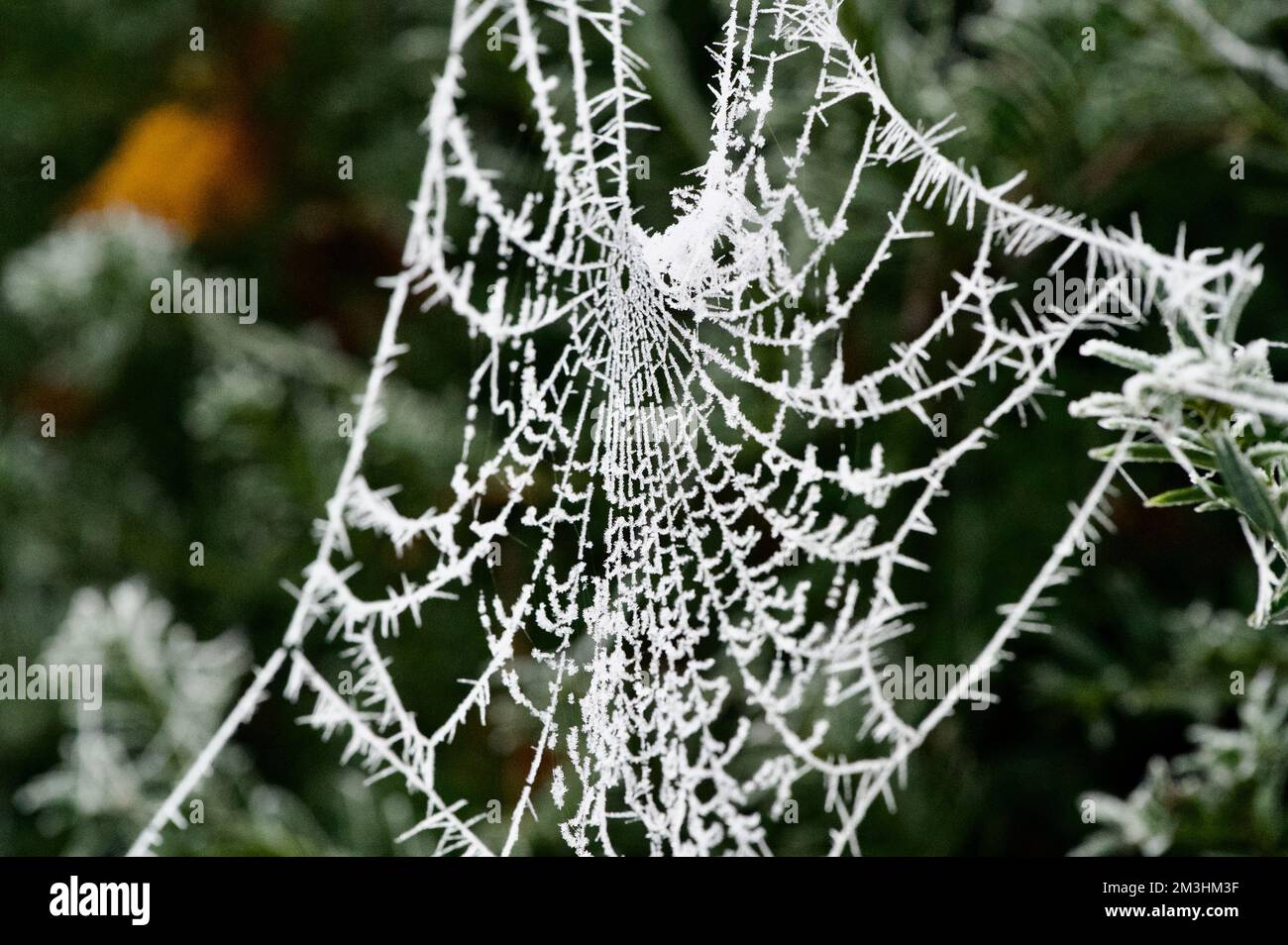 Un ragni gelido: cobweb coperto di ciclicini bianchi da una brina pesante, appeso a una siepe verde. Tela di ragno delicata, intricata e dettagliata in un Foto Stock