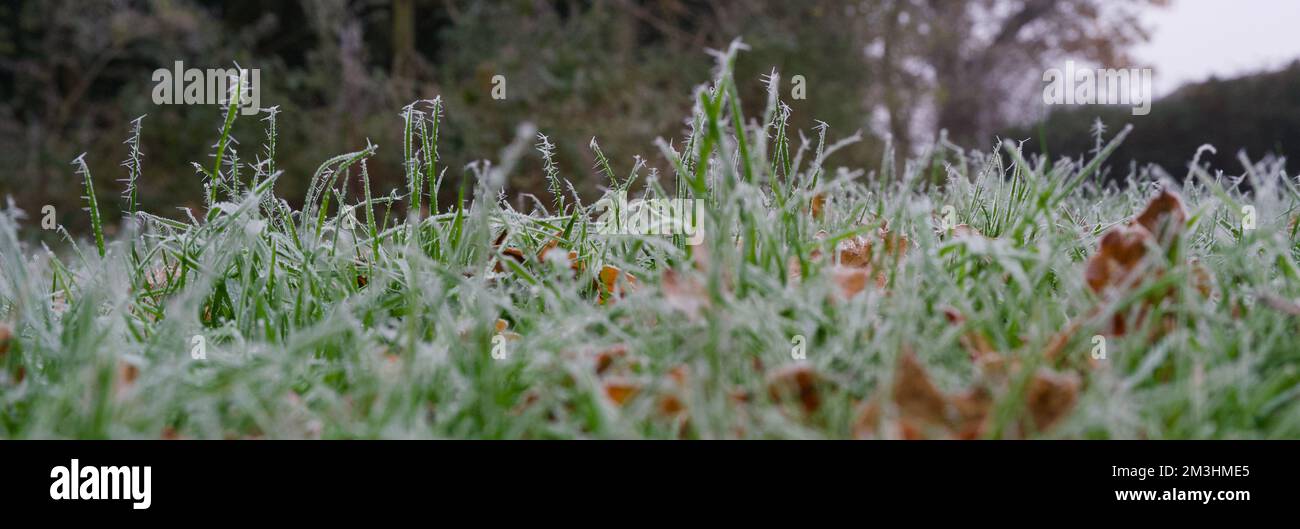 Particolare delle lame di erba verde su un prato coperto di gelo in inverno Foto Stock