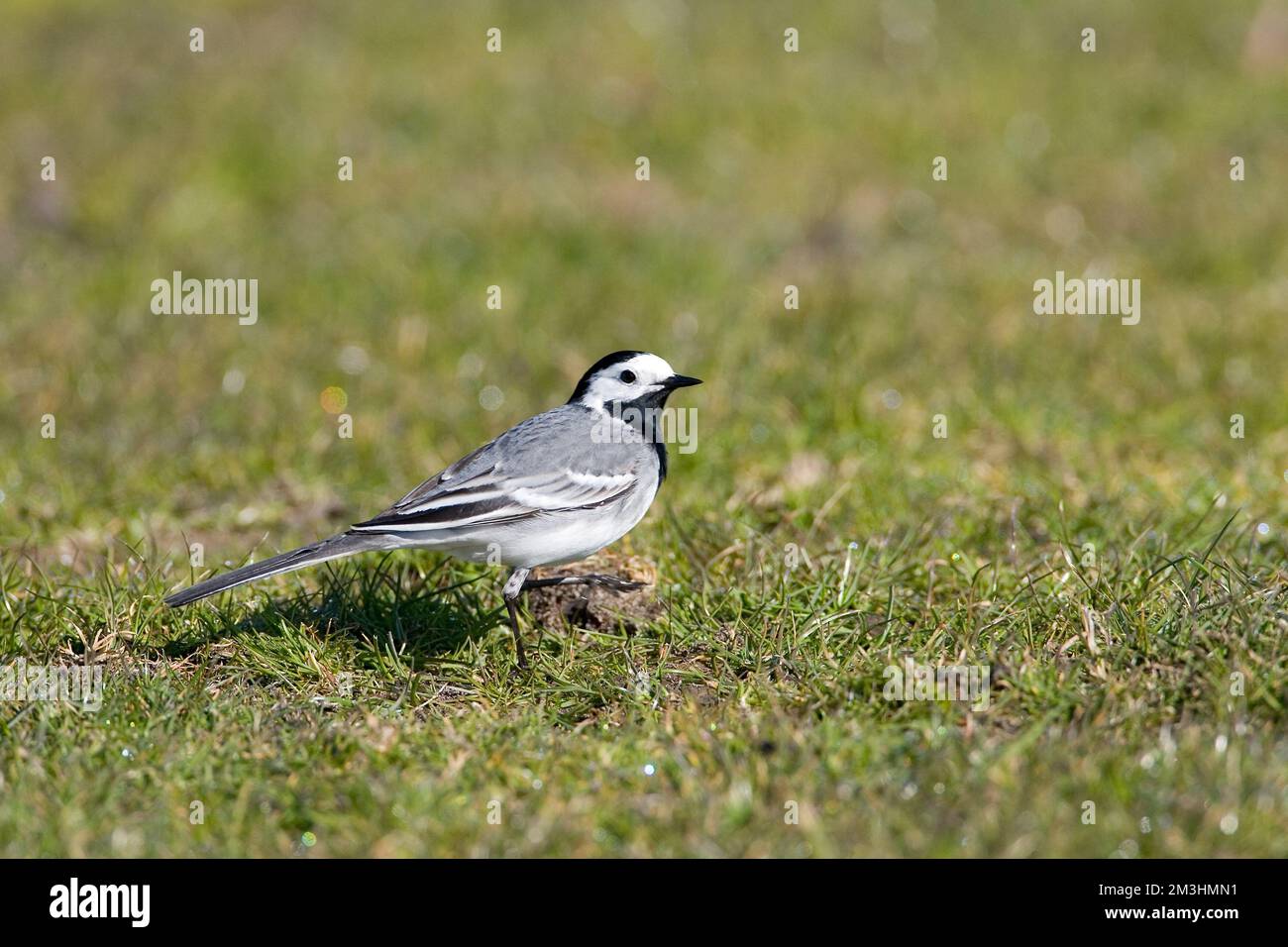 White Wagtail camminando sulla terra; Witte Kwikstaart lopend op de grond Foto Stock