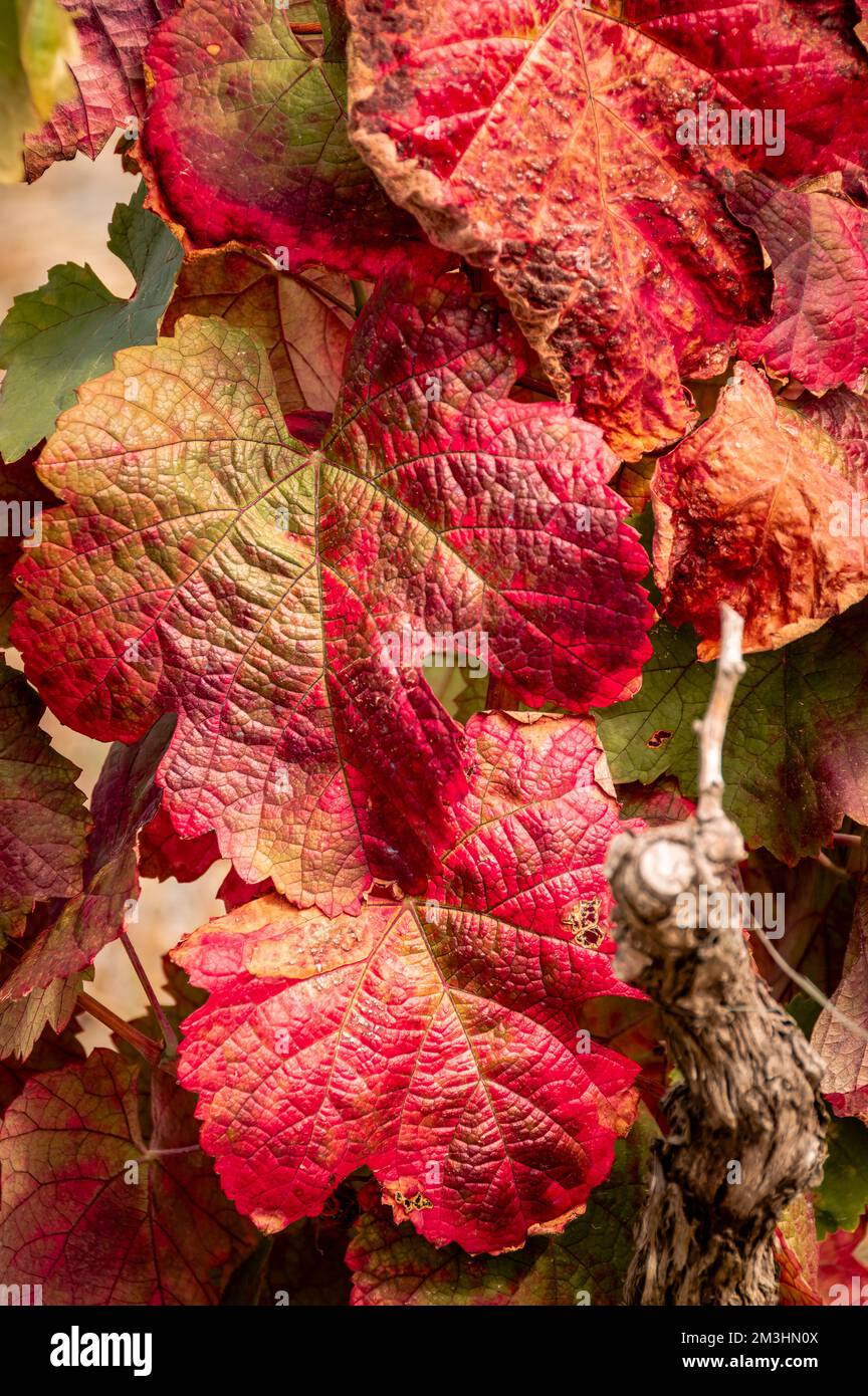 Foglie d'uva in autunno per la vendemmia di vino porto nella valle del Douro, Portogallo Foto Stock