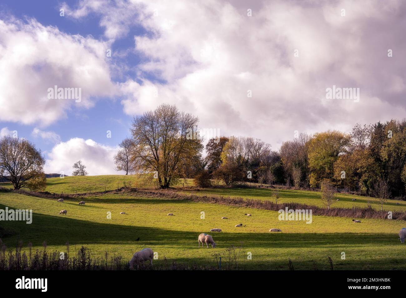 Pecore nei campi in autunno nel Derbyshire intorno a Stoney Middleton, Inghilterra Foto Stock